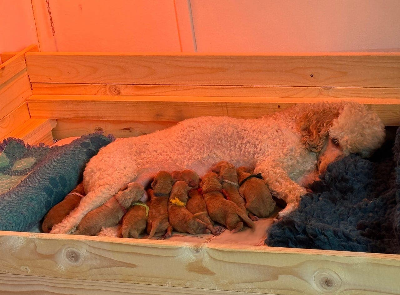 Aprikos/fawn mellompuddel valper