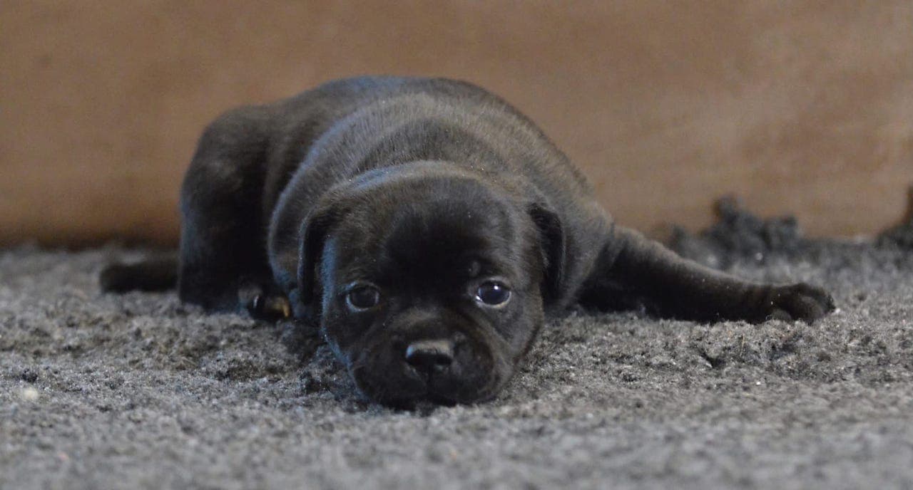 Staffordshire Bull Terrier valp / Stavenstaff