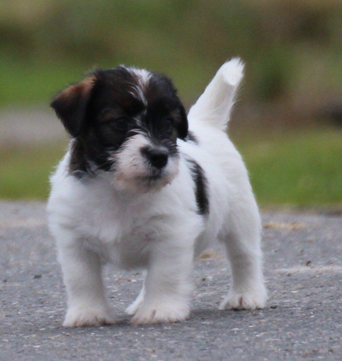 Nydelige, trygge og gode Jack russell valper