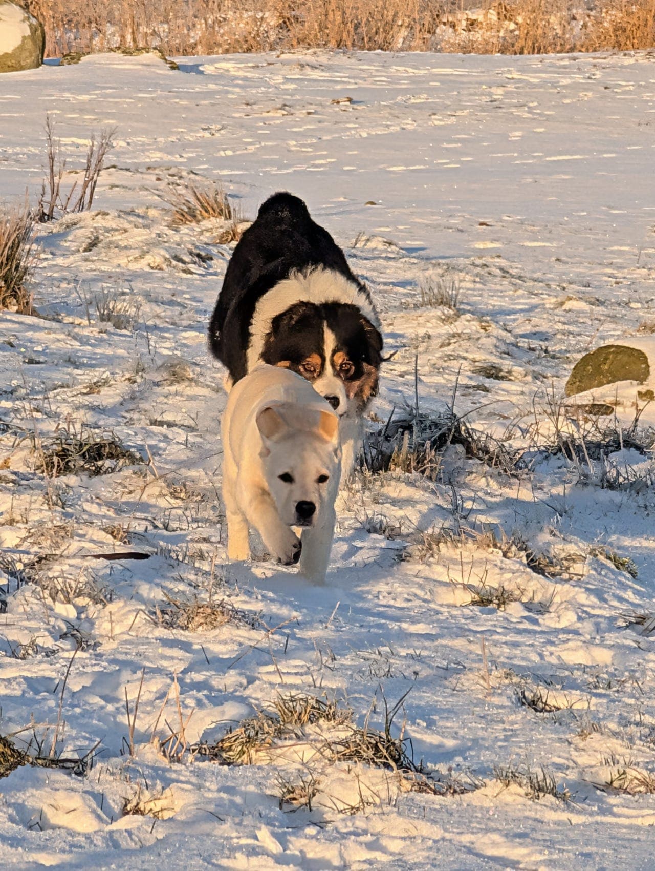 Labrador tispe valp for salg til familie hjem