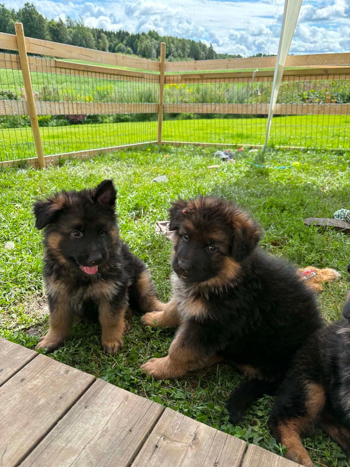 Langhåret schäfervalp hannhund ledig