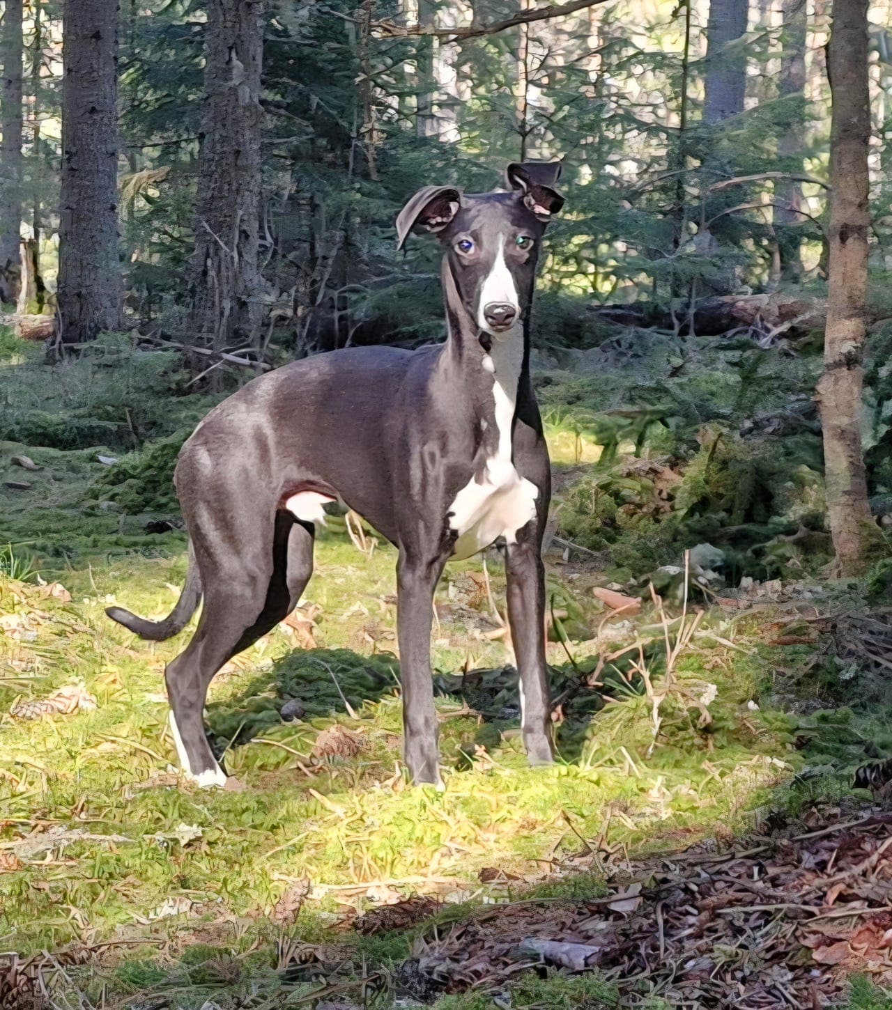 Nydelig whippetvalp