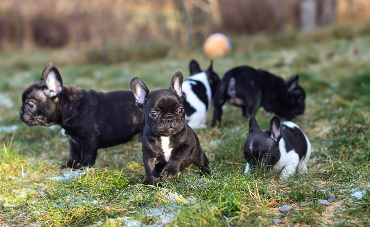 Fransk bulldog valp