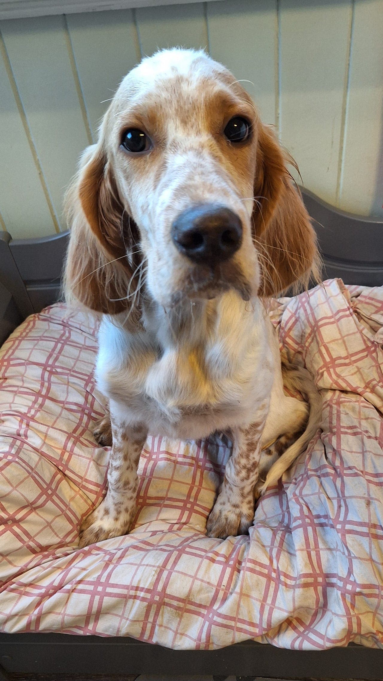 Engelsk setter hannvalp - leveringsklar.