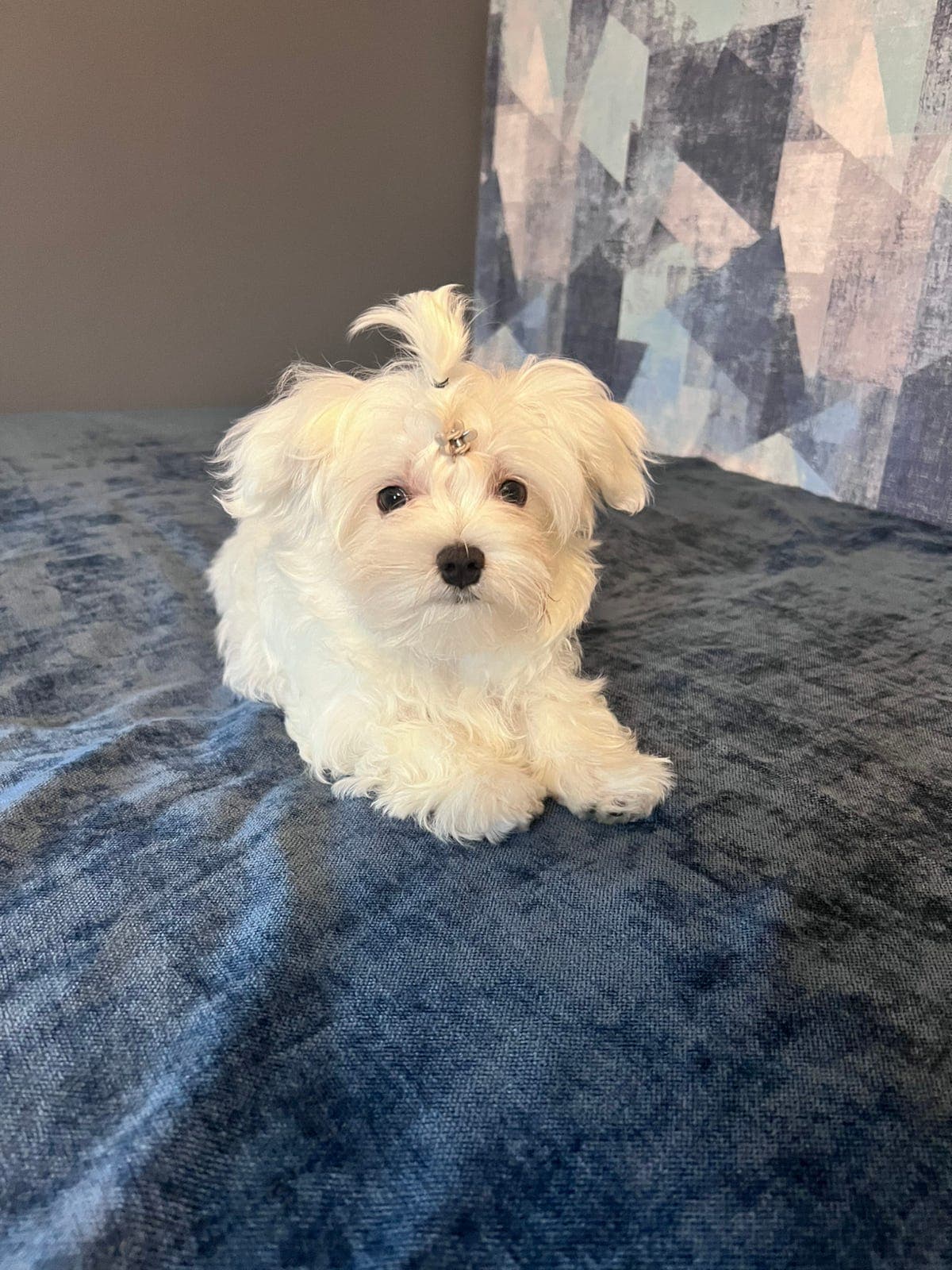 Malteser gutt med stamtavle NKK klar til nytt hjem ☺️