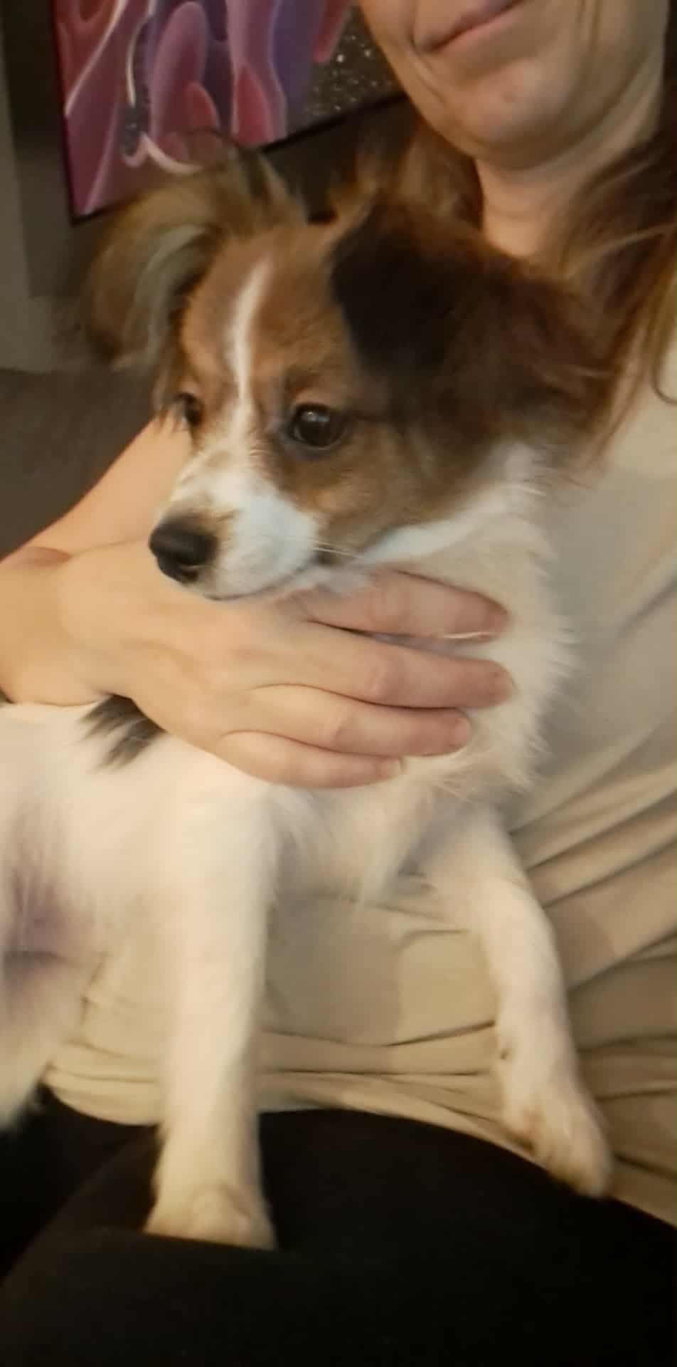 Phalene valp ledig nå