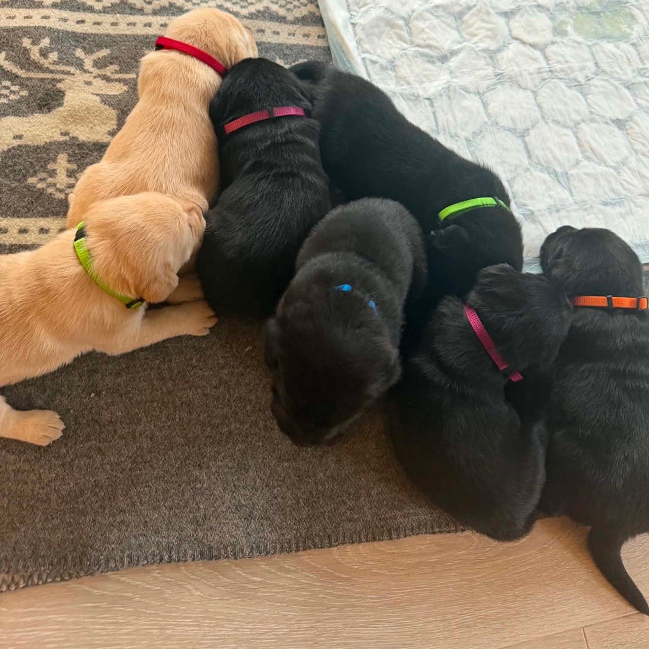 Labradorvalp