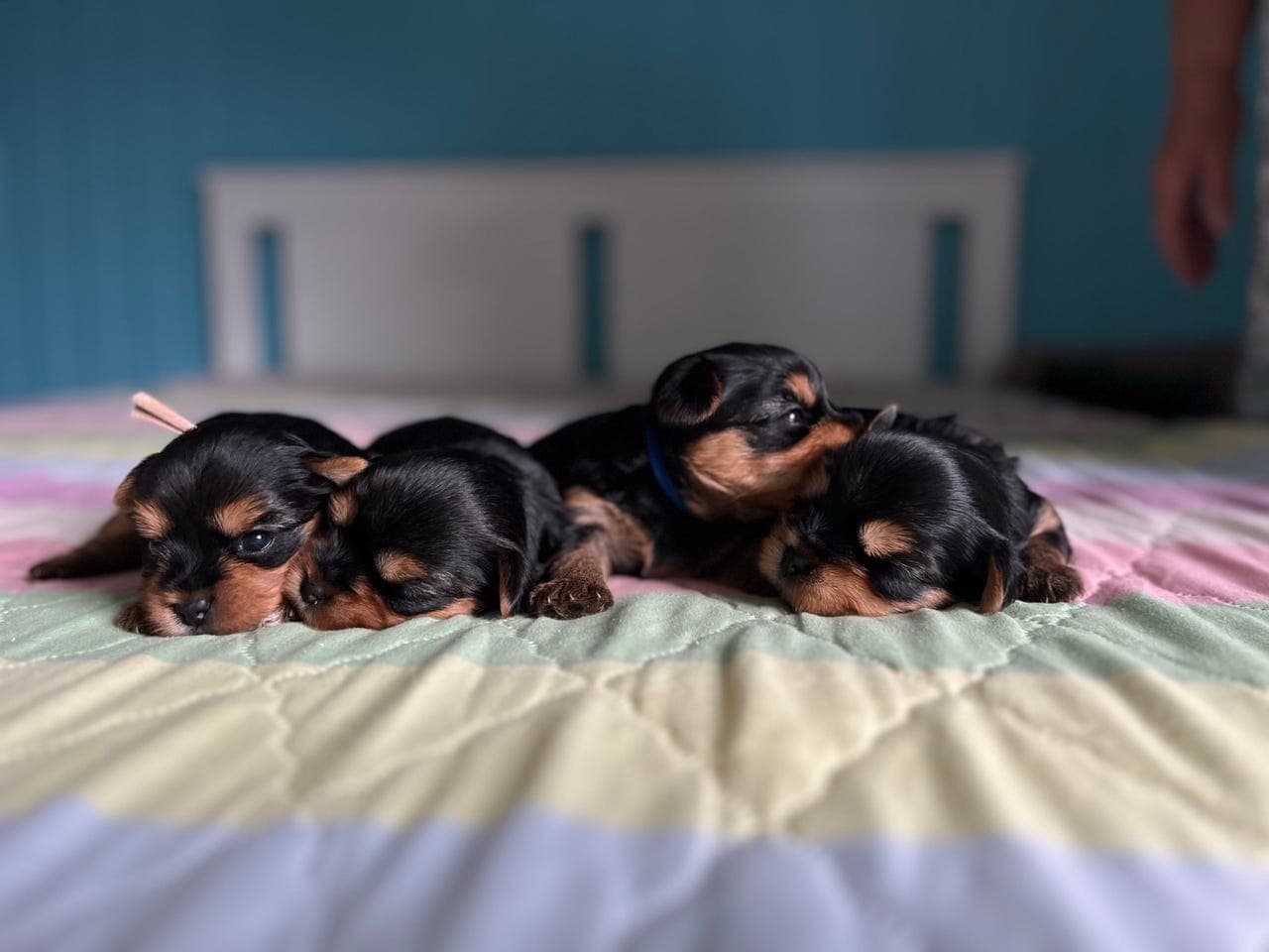Yorkshire terrier
