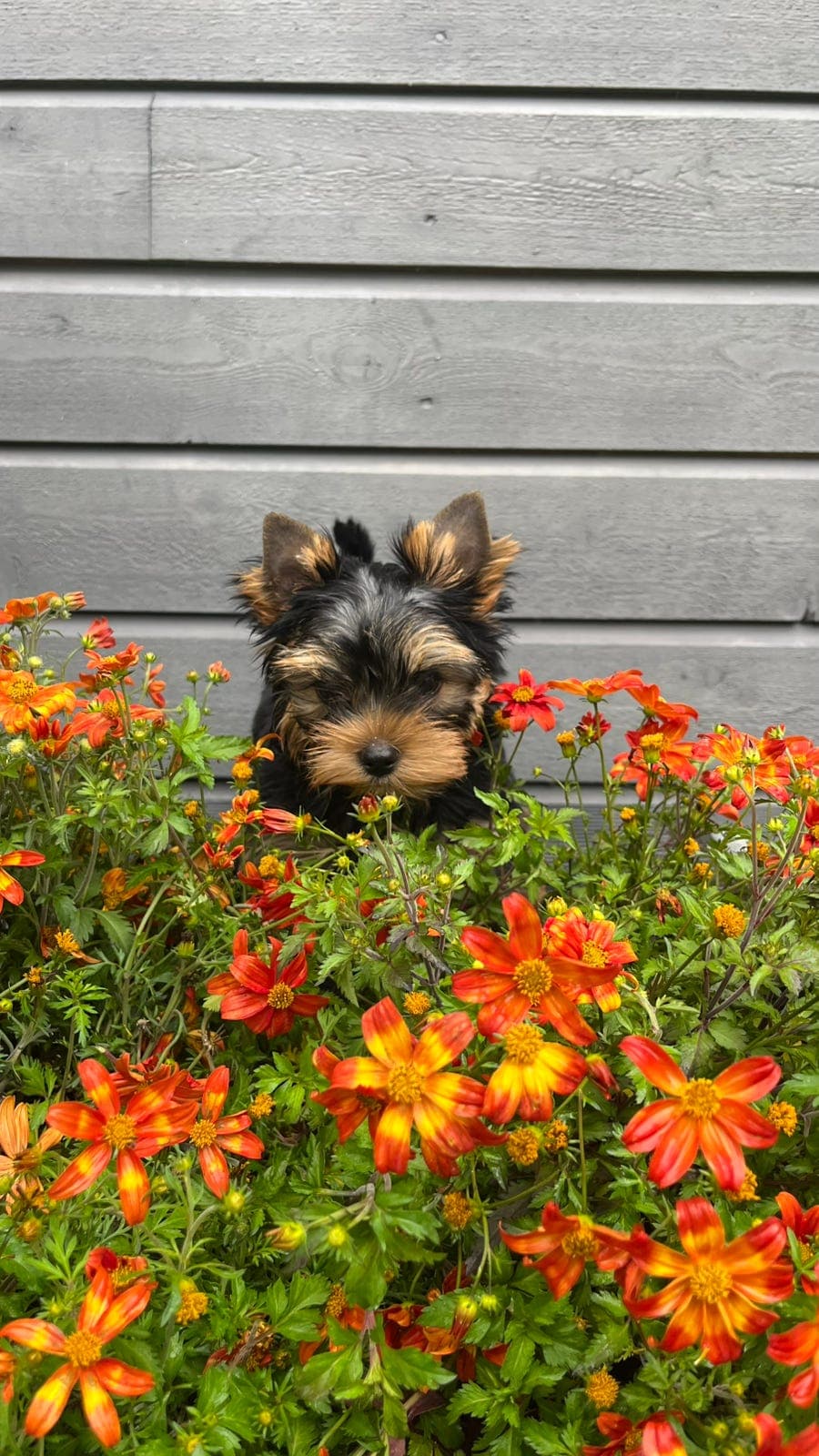 Yorkshire terrier