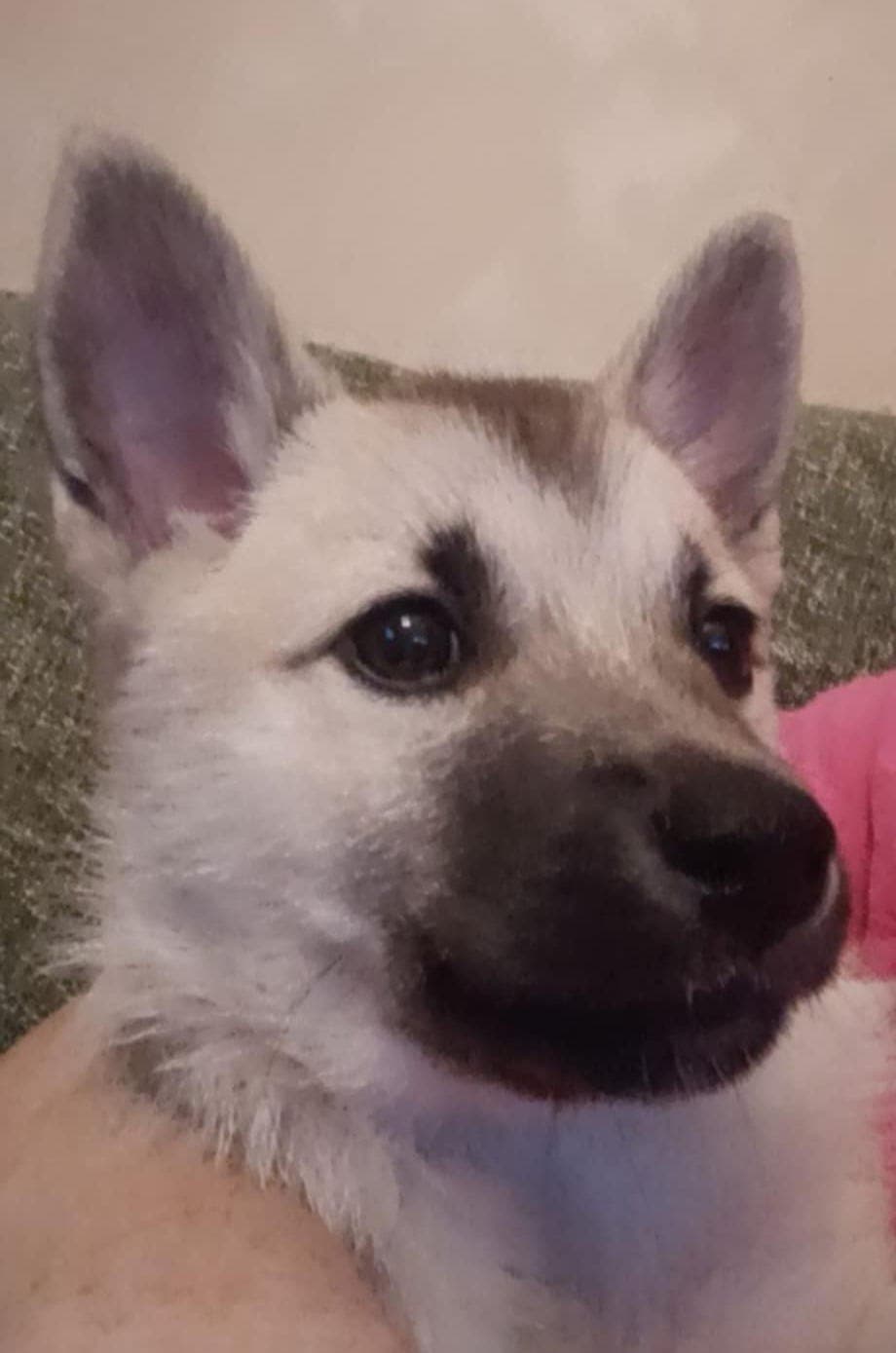 Norsk buhund tispevalp klar til nytt hjem