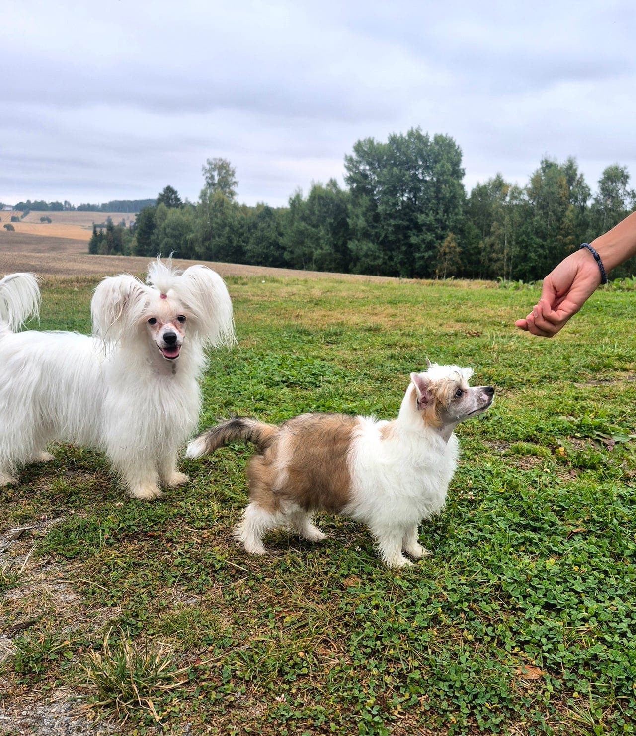 Hvit og rød puff jente til salgs 🩷