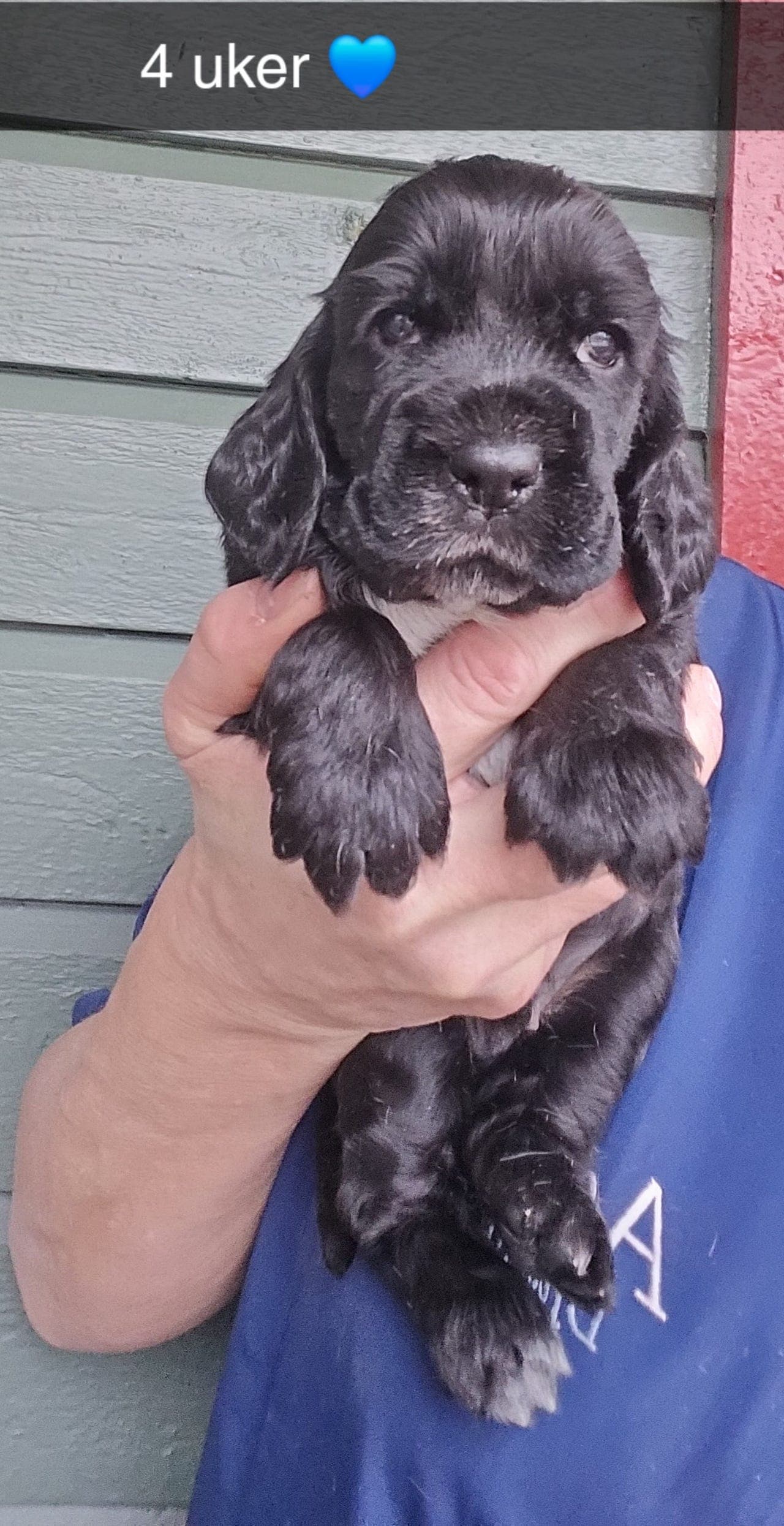 Engelsk Cocker Spaniel