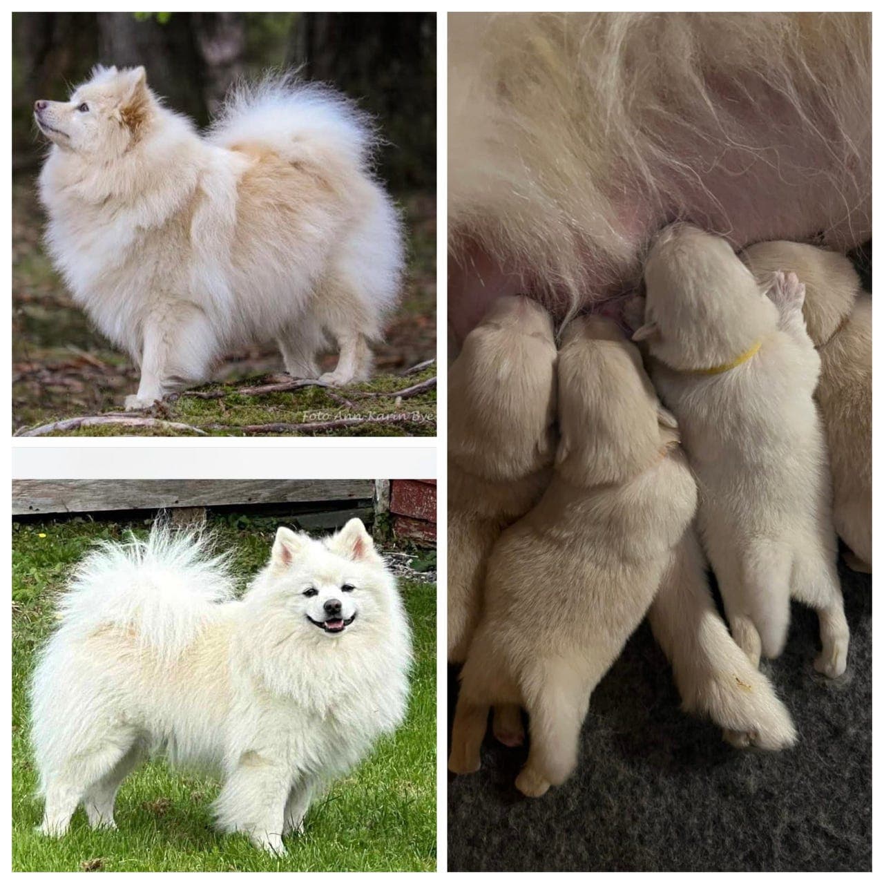 Søker medeier til en mittelspitz hanne. Lev. klar 9. Juni