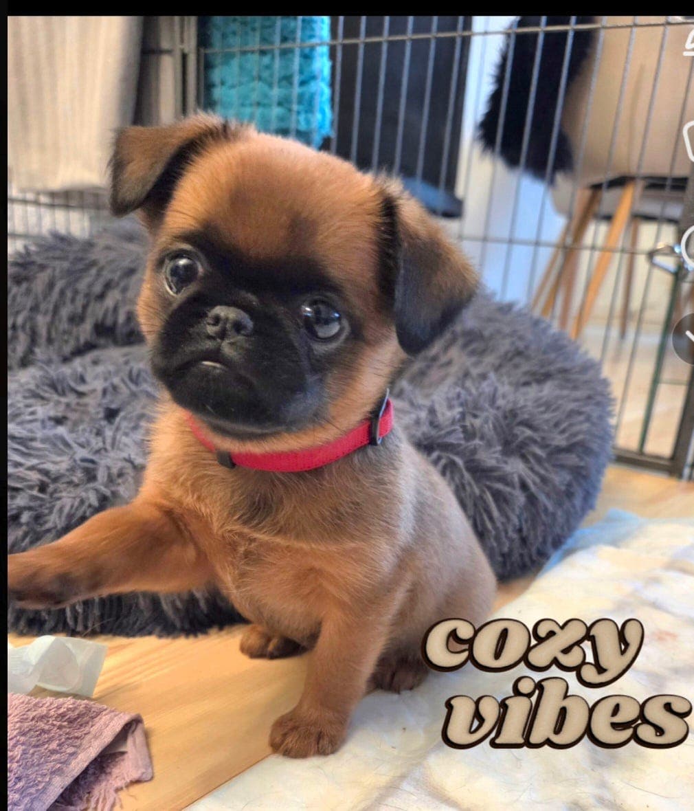 Griffon, Petit Brabancon valper