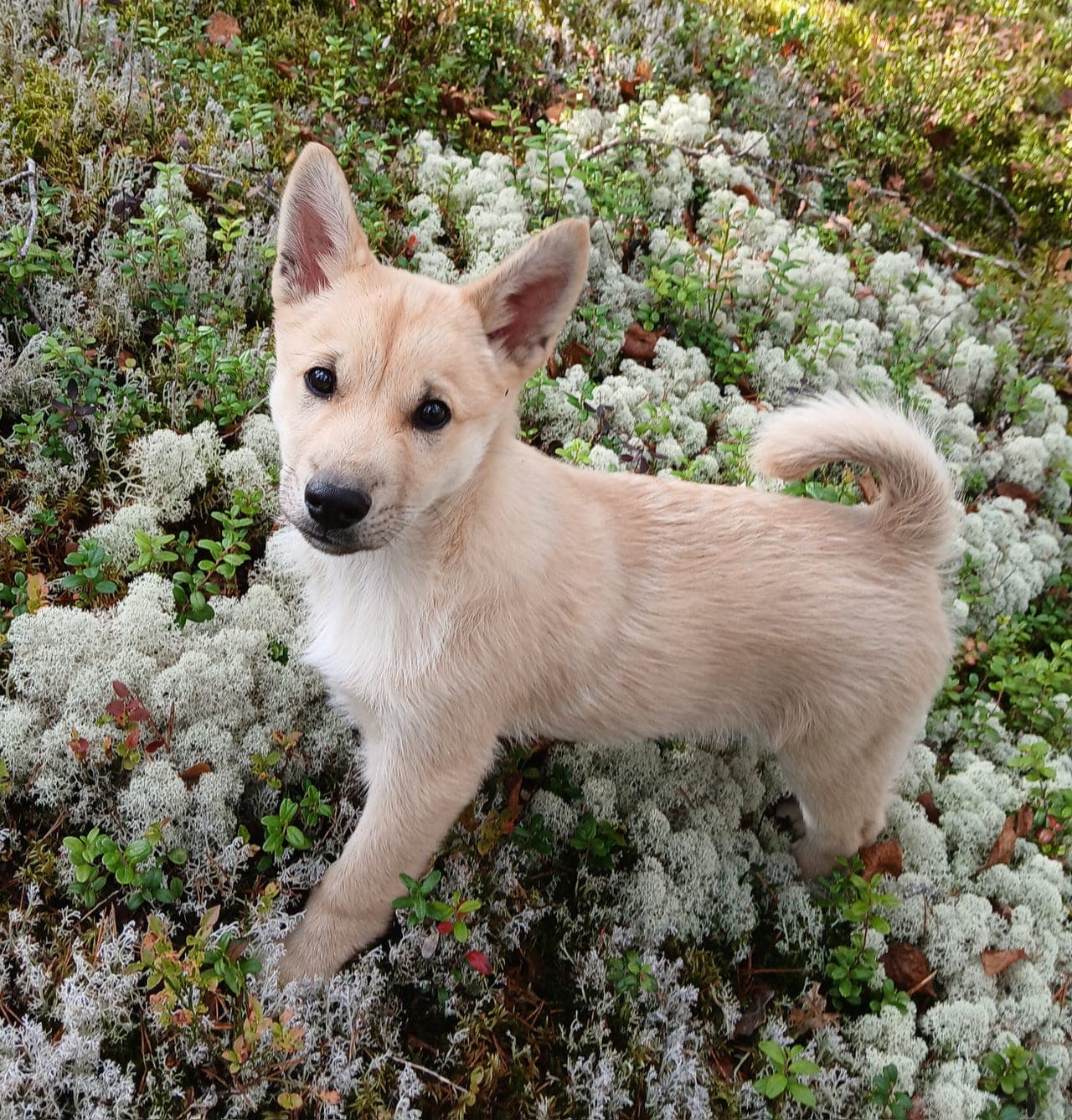 Norsk Buhund valp