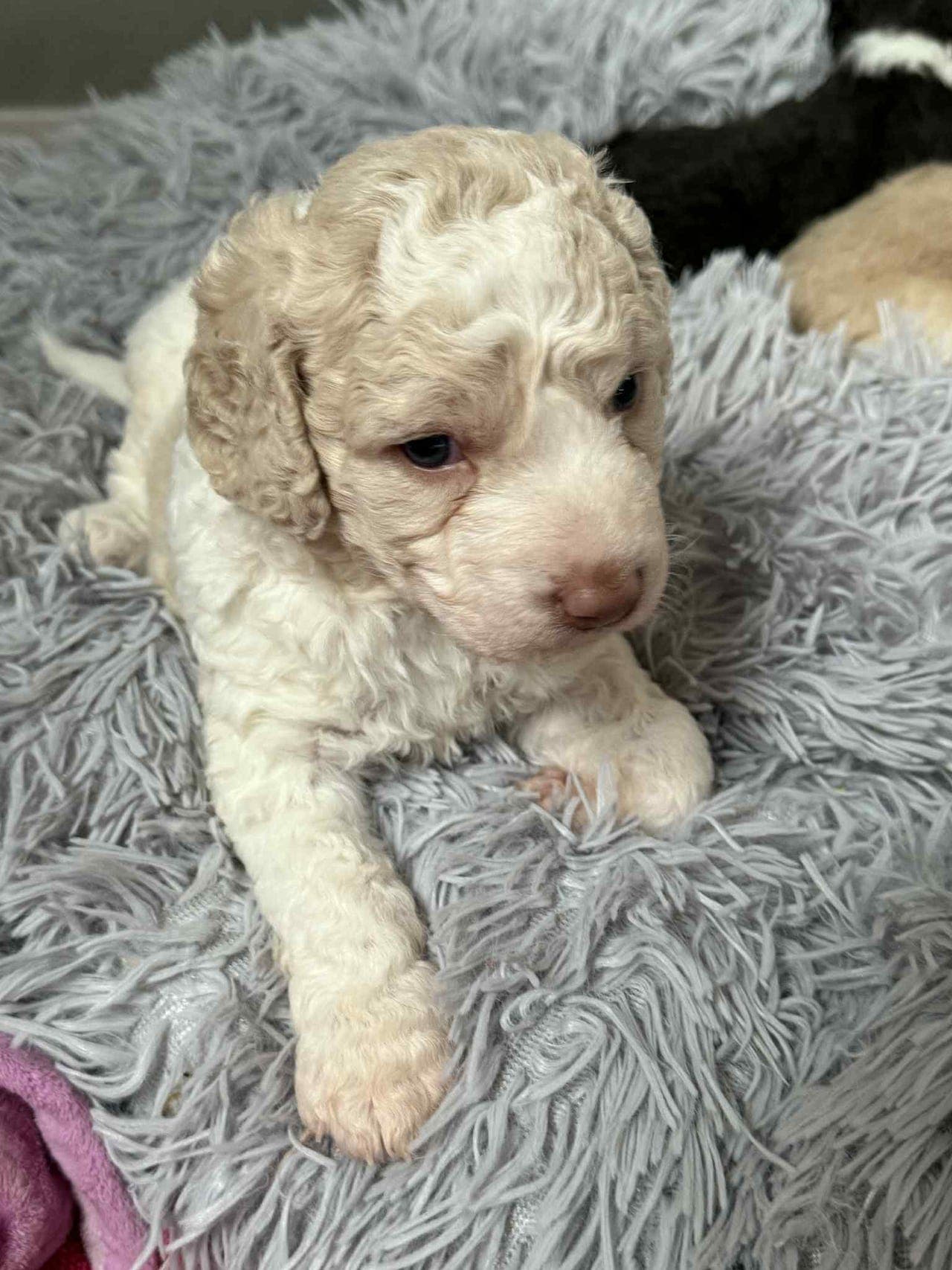 Spansk vannhund valper ❤️