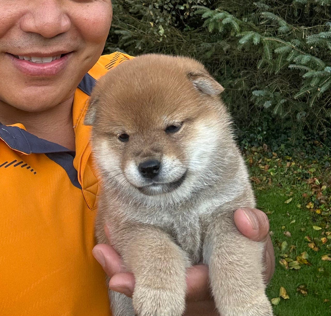 Shiba Inu-valper (tisper)