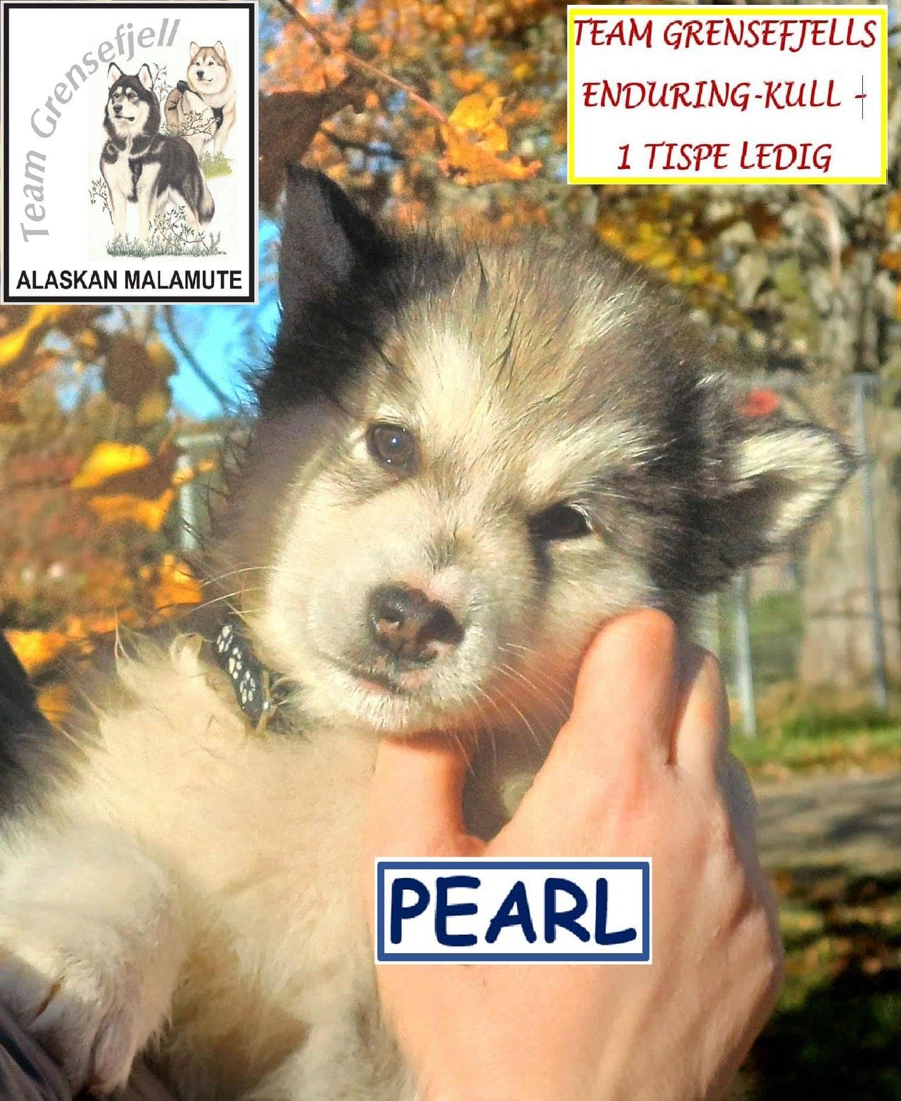 ALASKAN MALAMUTE - TEAM GRENSEFJELLS ENDURING-KULL - 1 TISPE LEDIG🥰