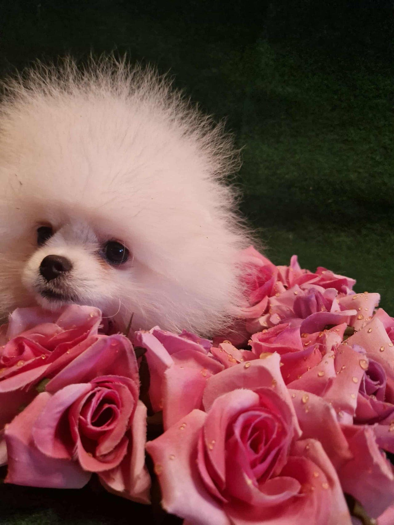 Nydelige hvite pomeranian valper
