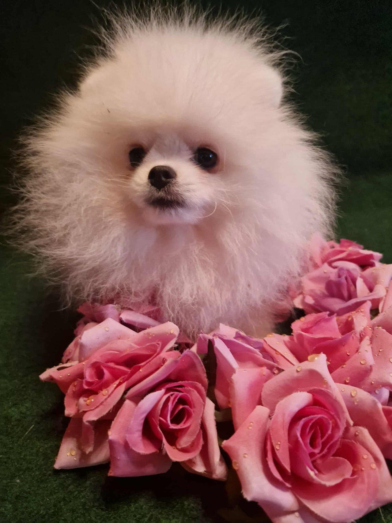 Nydelig hvit pomeranian  gutt