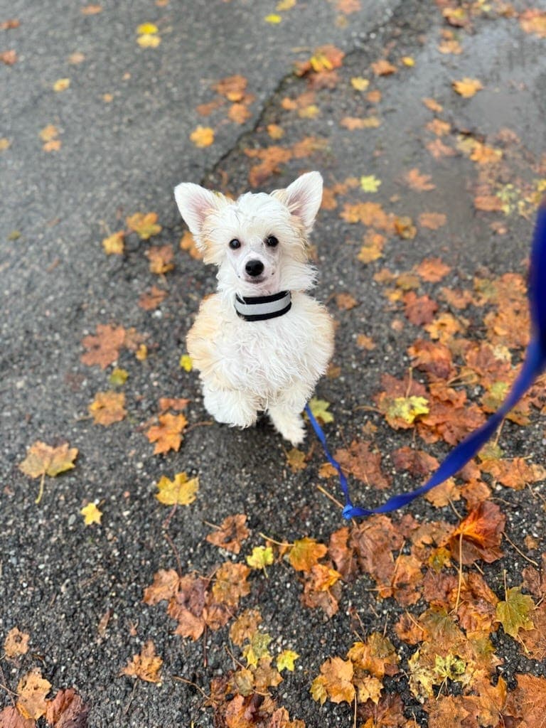 Hunter ser etter bestevenn