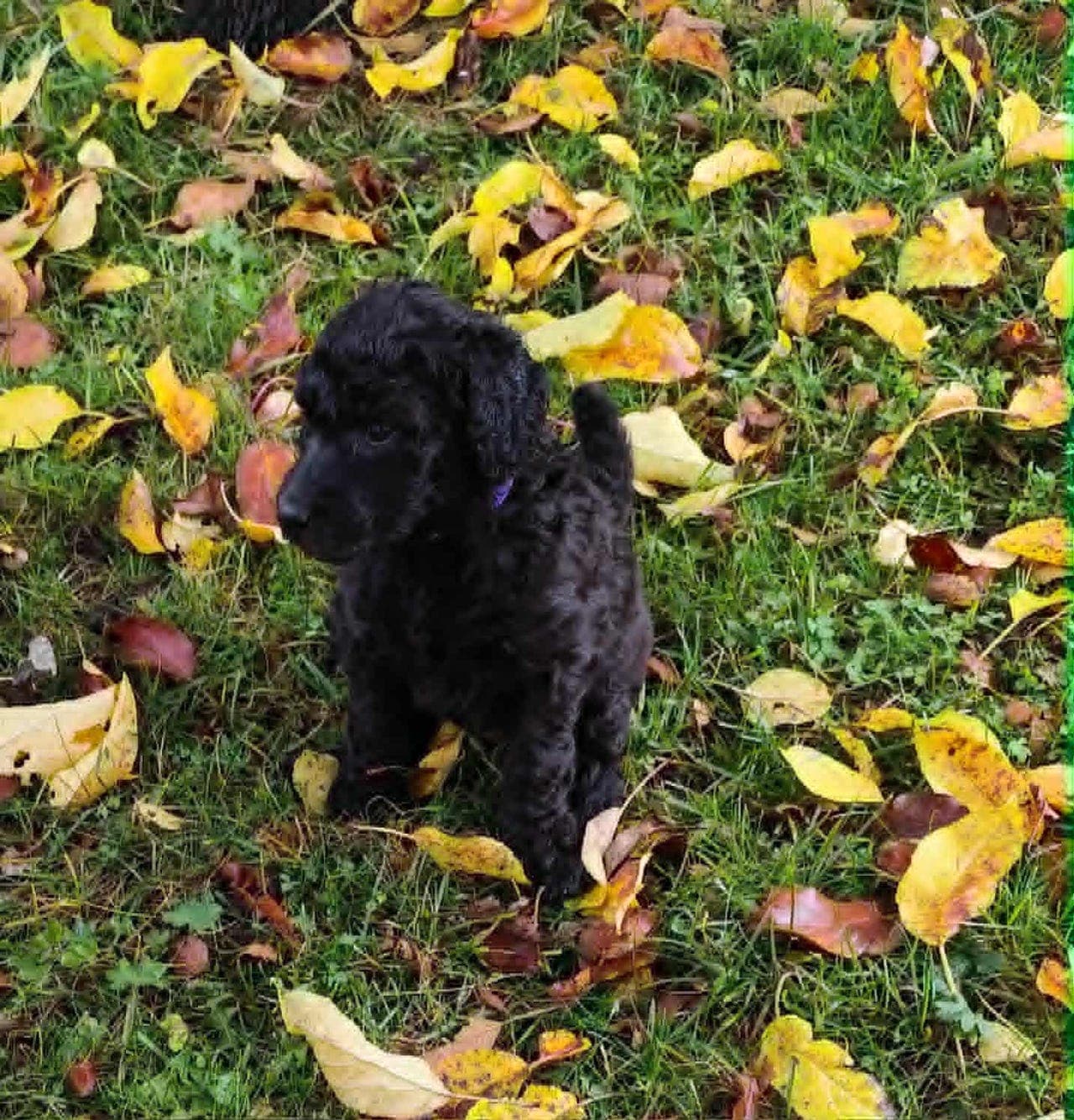 Storpuddel / Konge puddel valp – grå (sølvgrå) 🐾