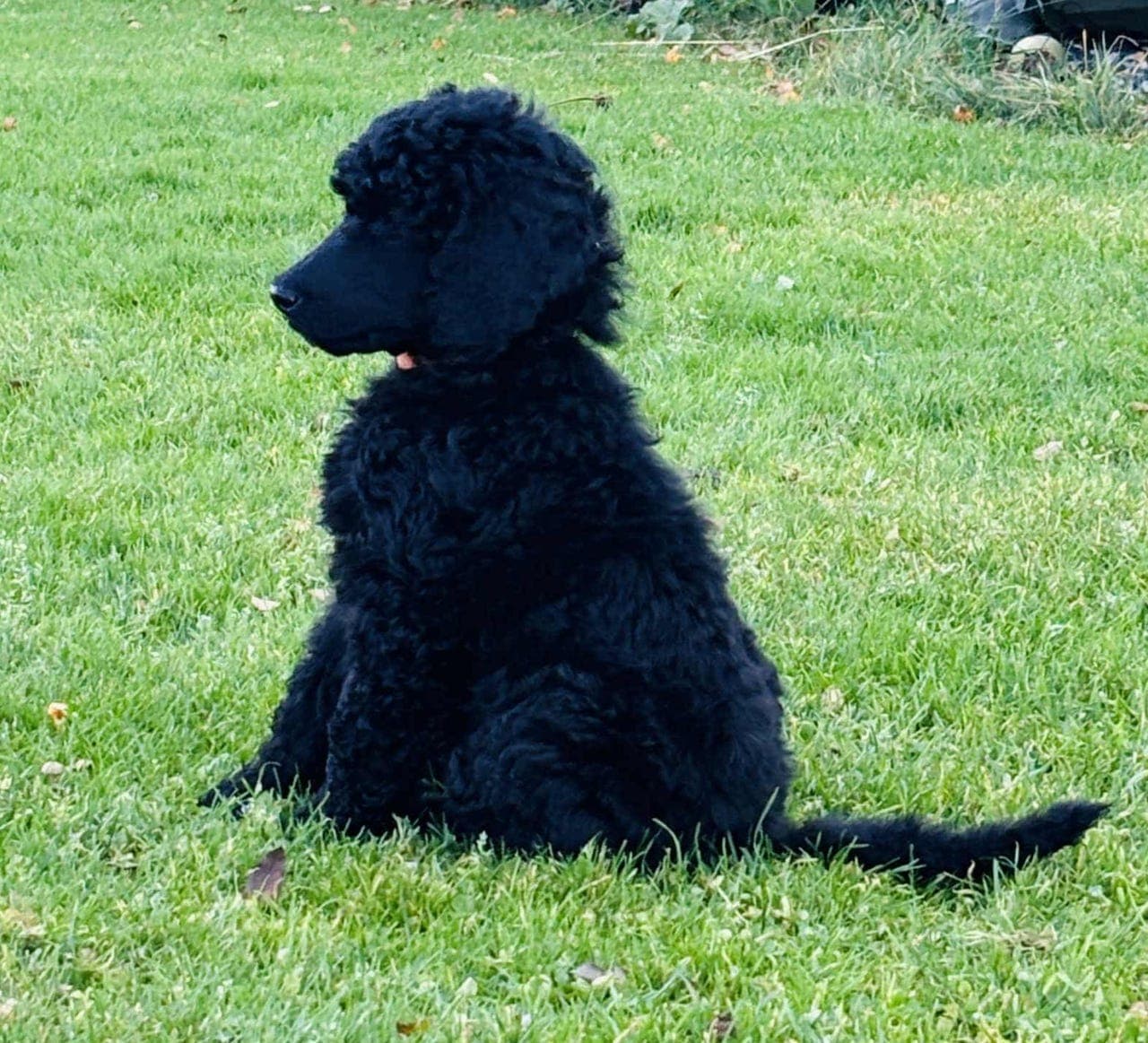 Storpuddel tispe og en hannhund ledig - leveringsklar fra 20. Oktober