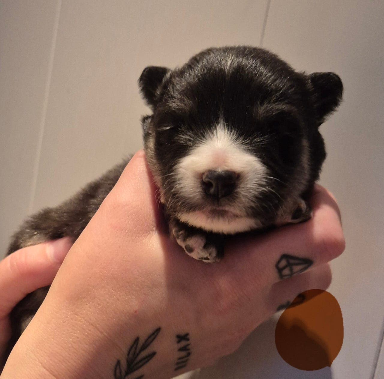 Finsk lapphund valper
