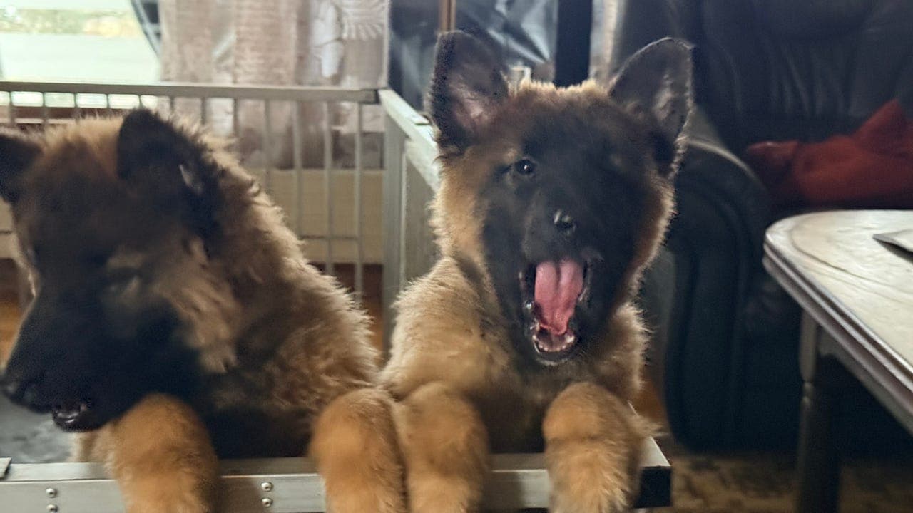 Belgisk fårehund Tervueren