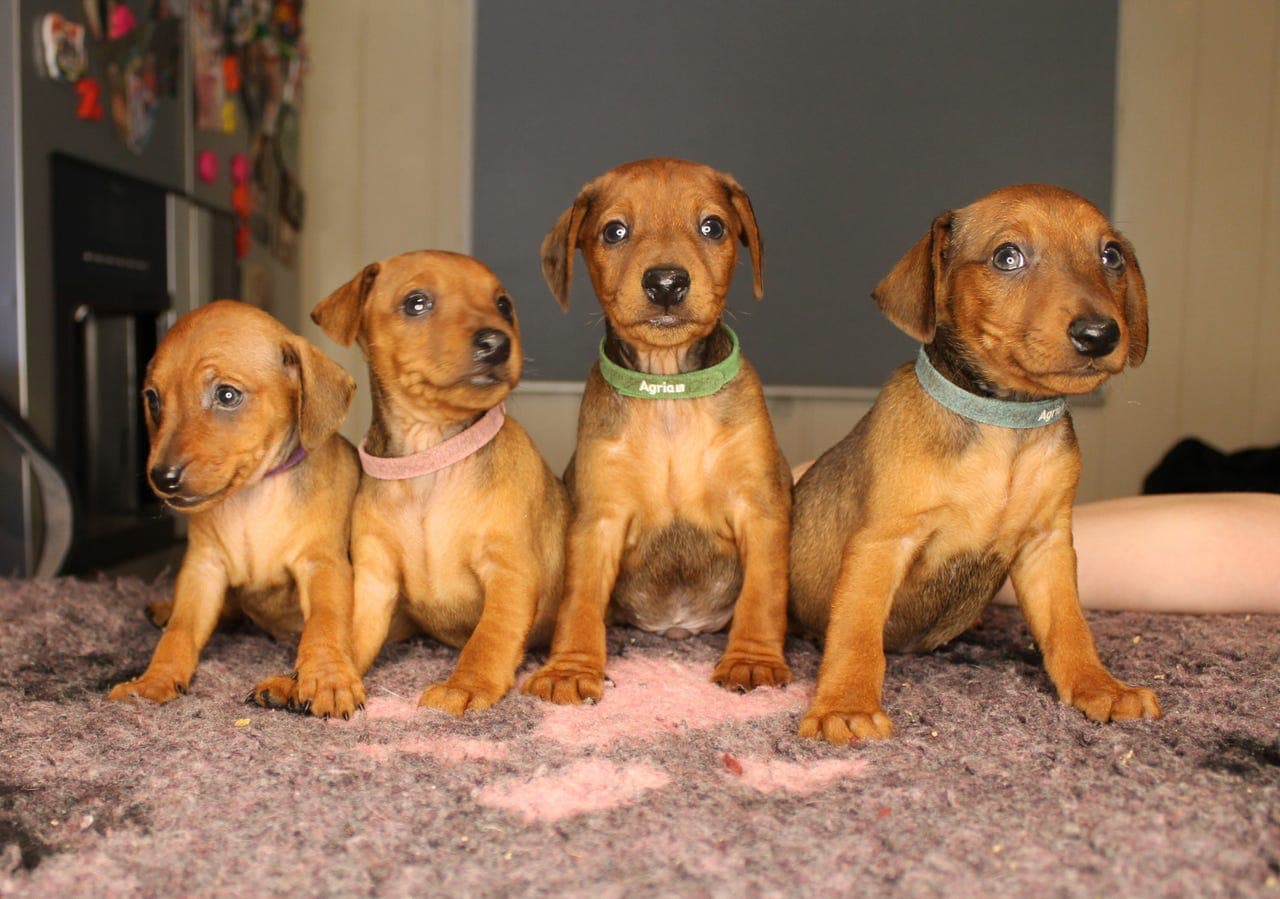 Dvergpinscher valper