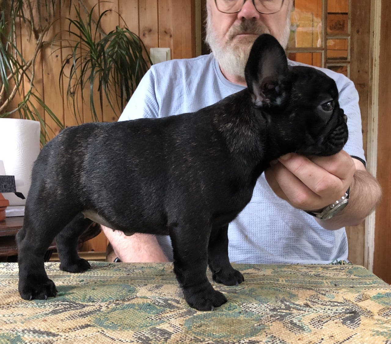 Fransk Bulldog valper