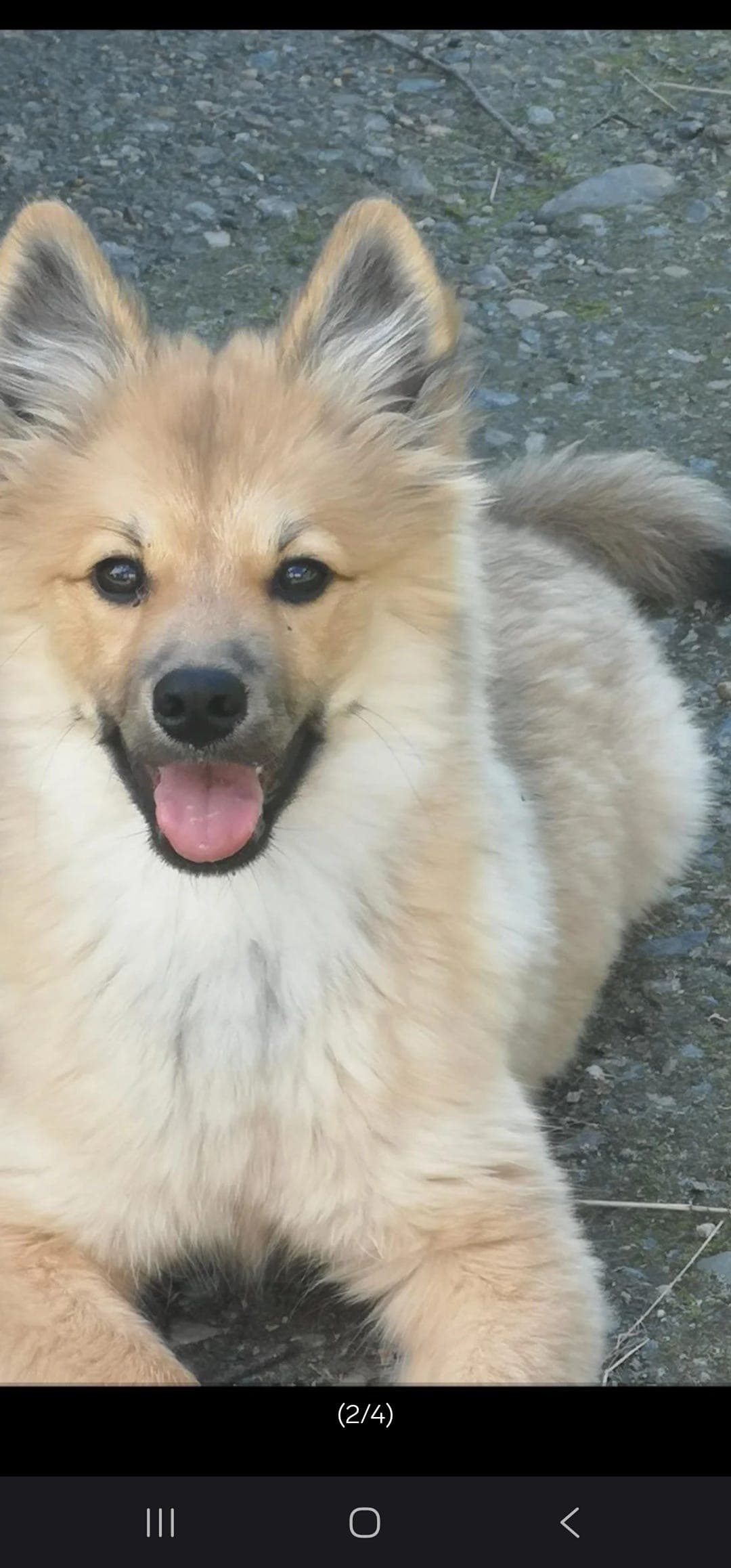Finsk Lapphund