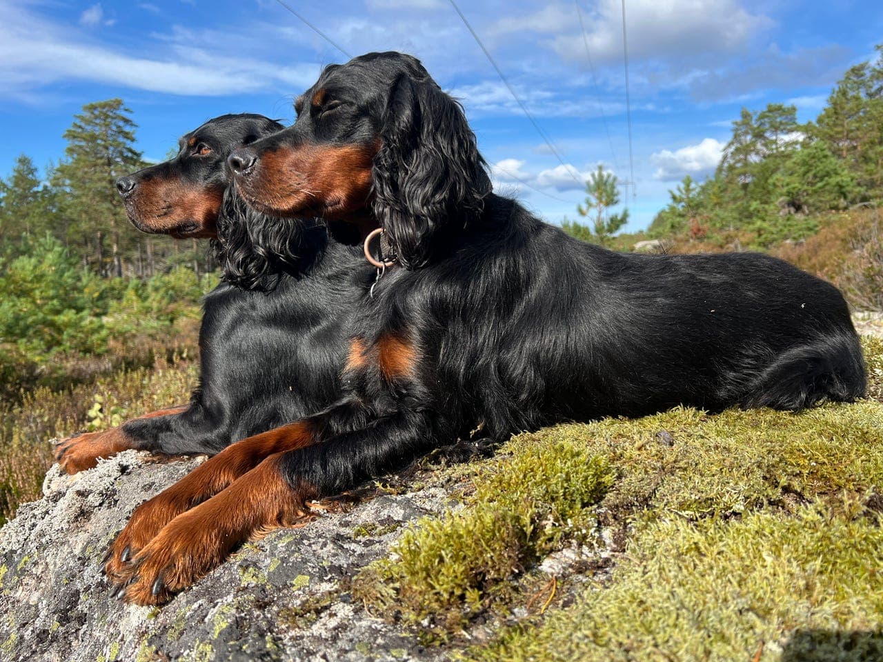 Gordonsetter valper