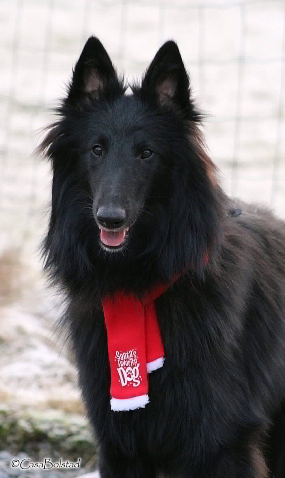 Kennel CasaBolstad søker aktiv fôrvert
