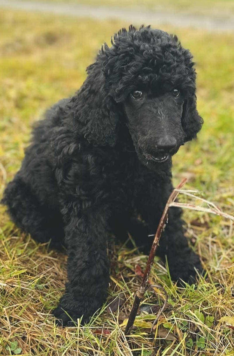 Storpuddel tispe og en hannhund   klare for nye hjem