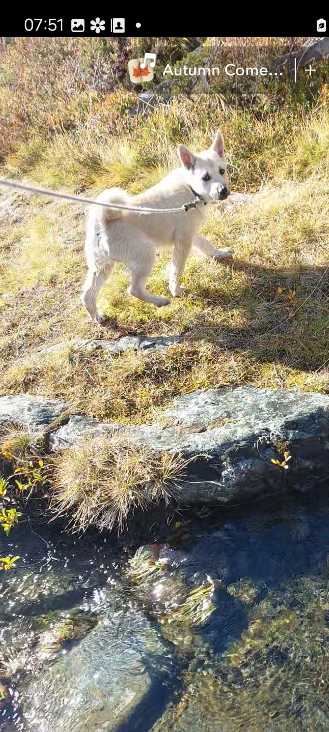 Leveringsklare Buhundvalper