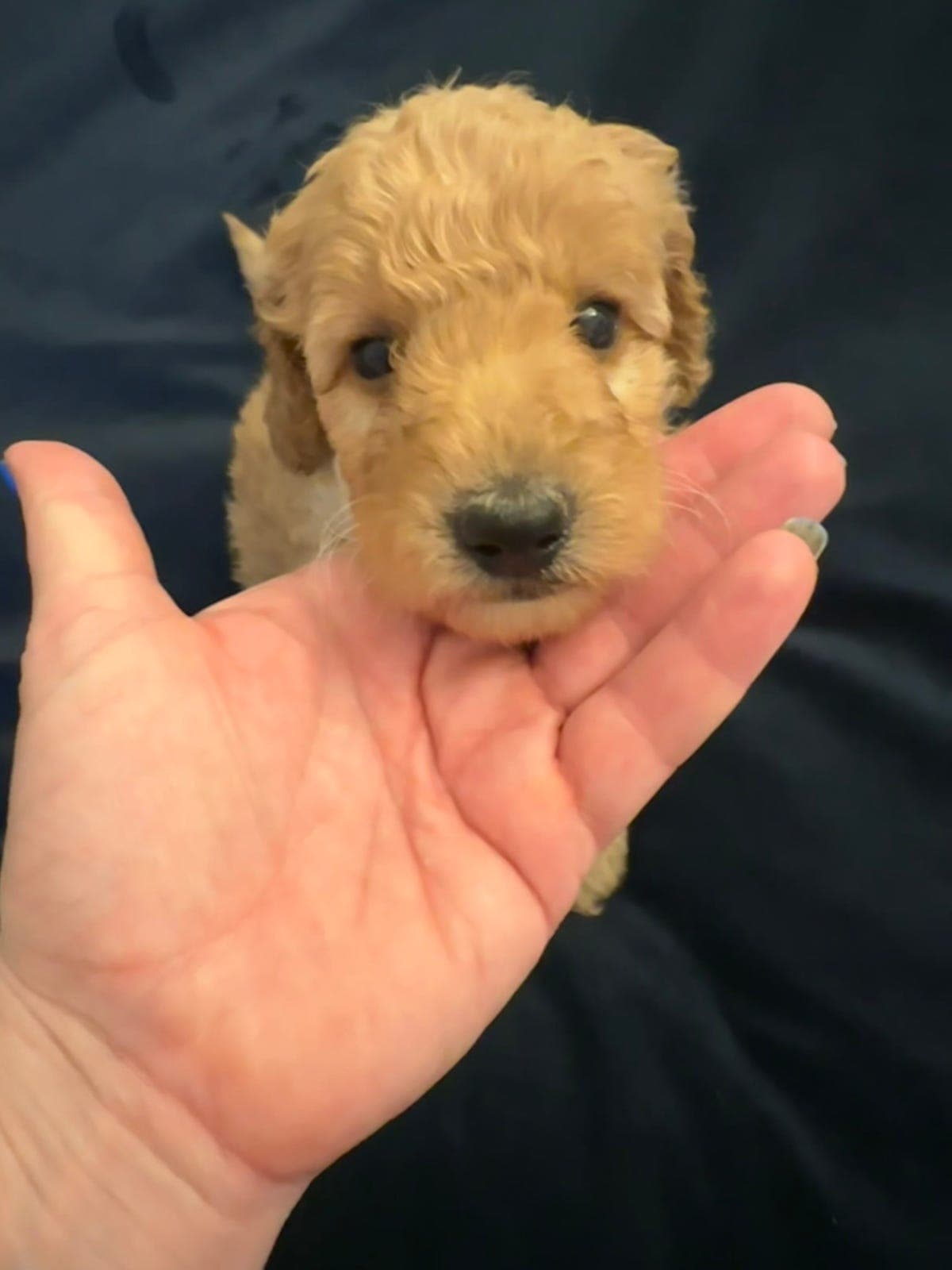 2 tisper ledige. Renraset, mellom /dverg Puddel, NKK registrert🧡🖤