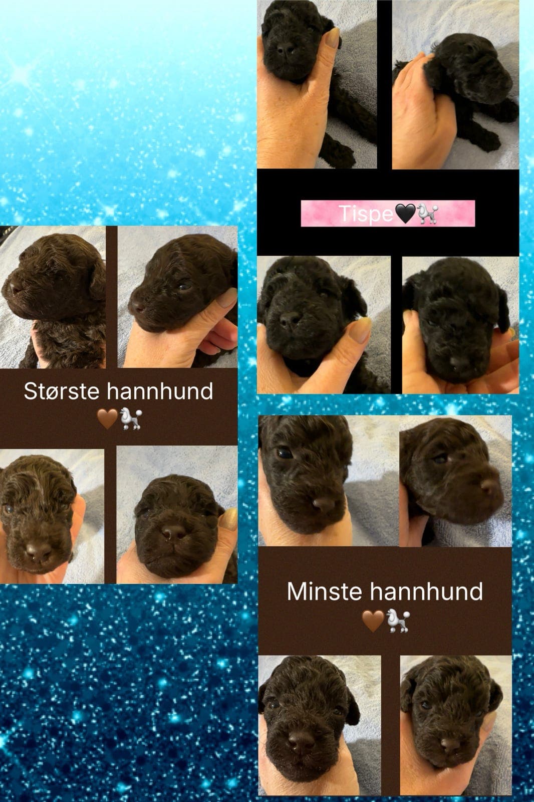 Renraset Dvergpuddel valper, NKK registrerte, er født  🐩💞