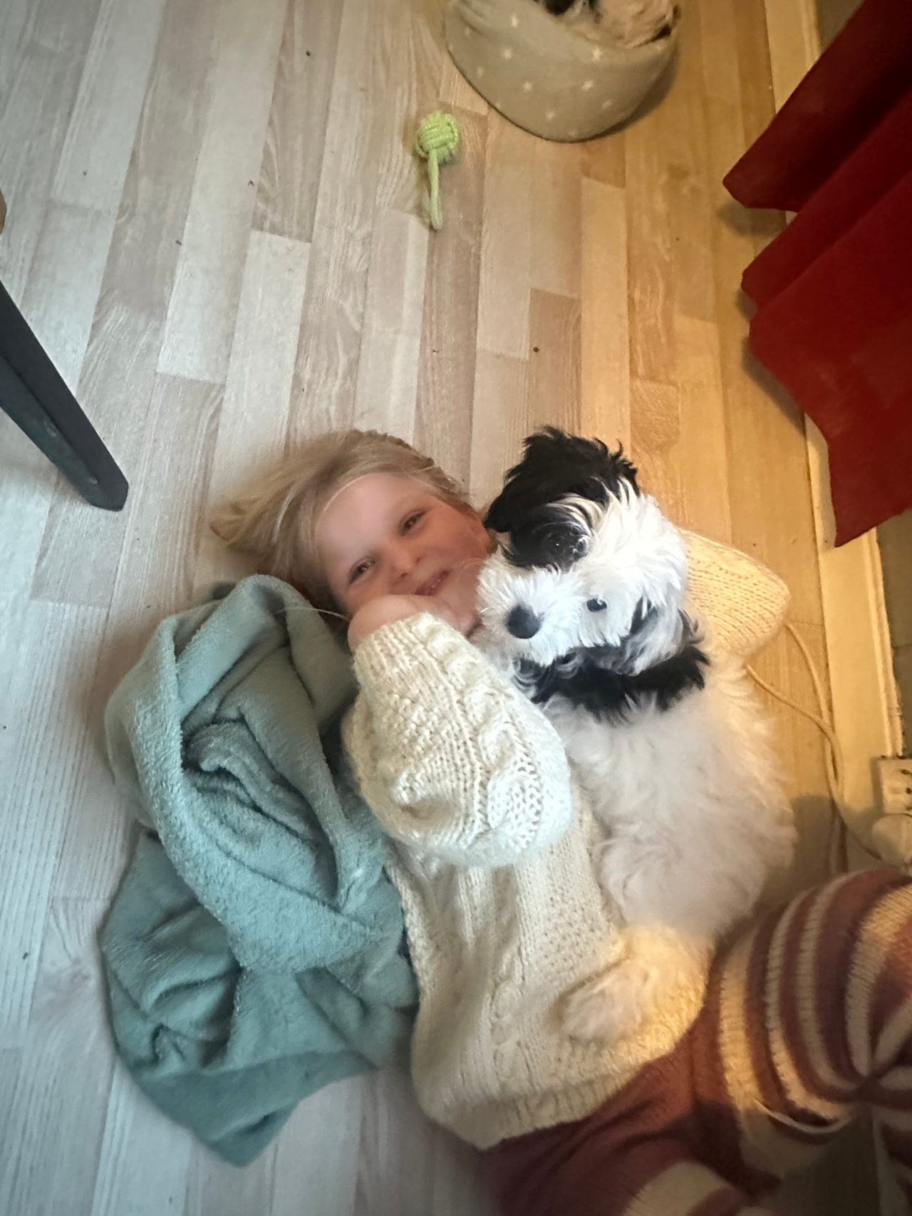 Renraset powderpuff guttevalp