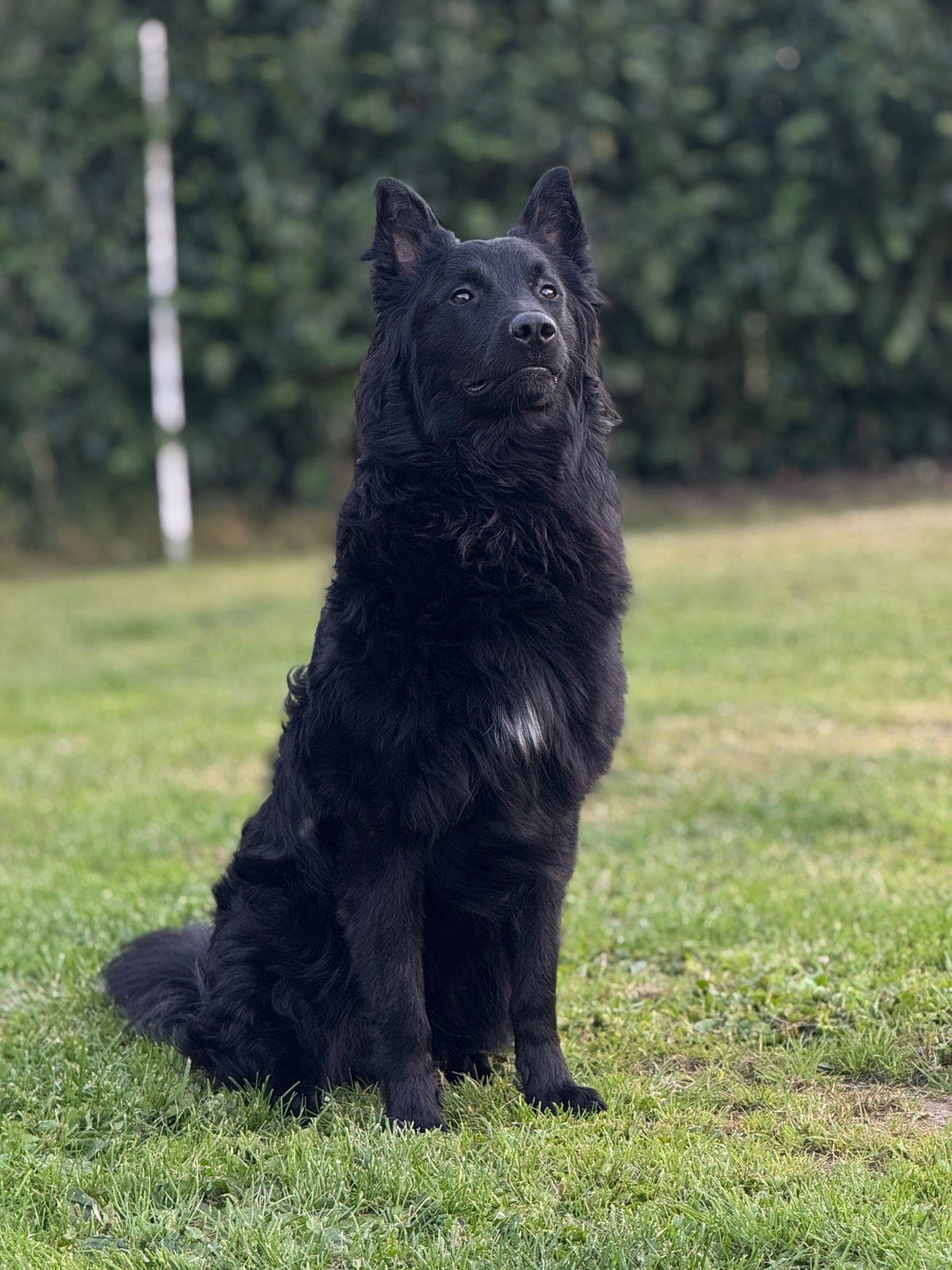 Groenendael hann omplasseres