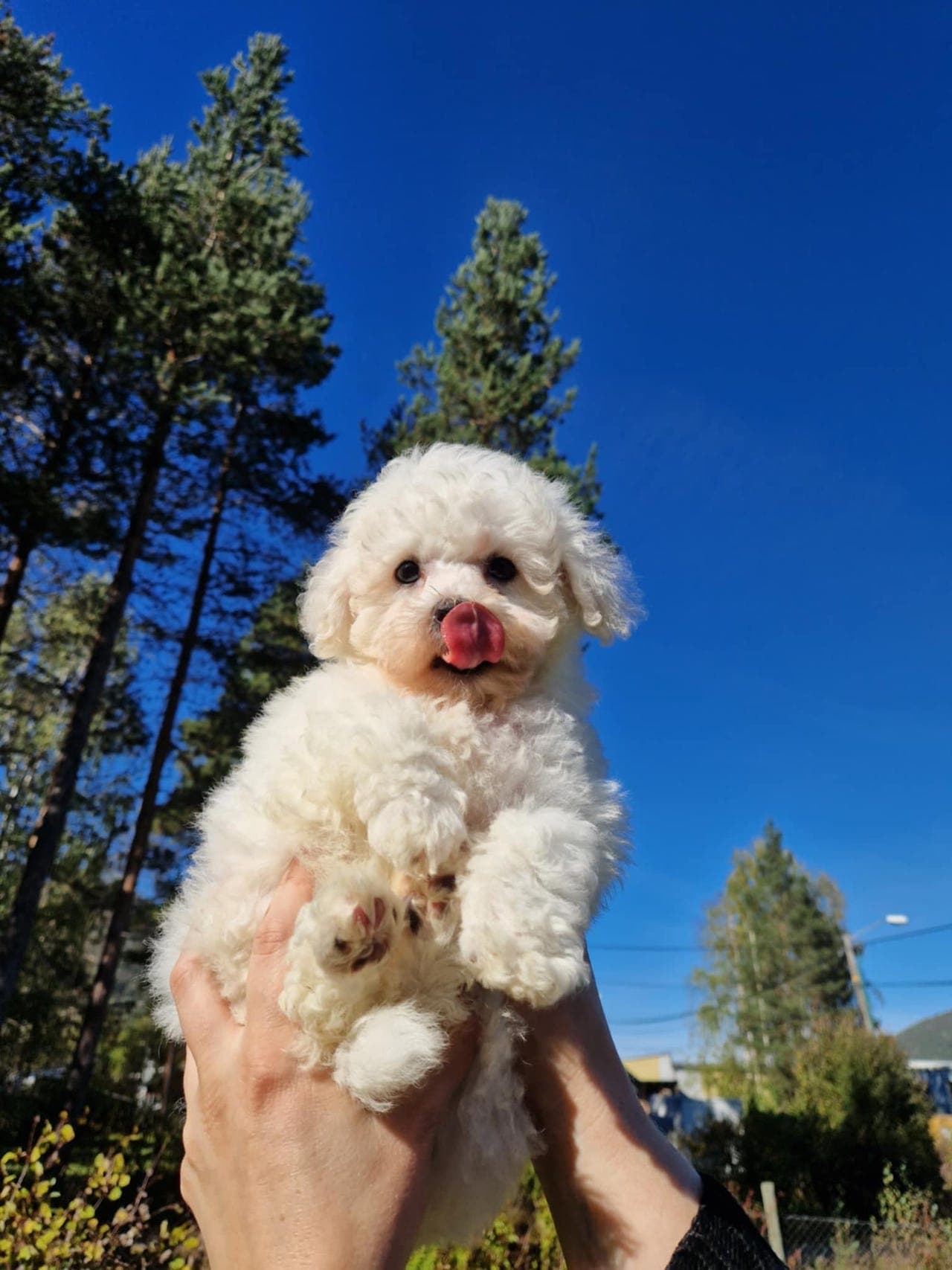 Nydelige Bichon Frise valper selges
