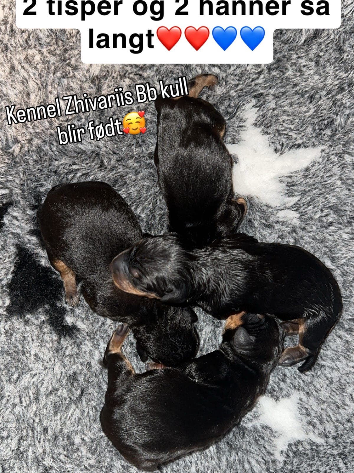 💫Pinschervalper født 08.10.2025💫