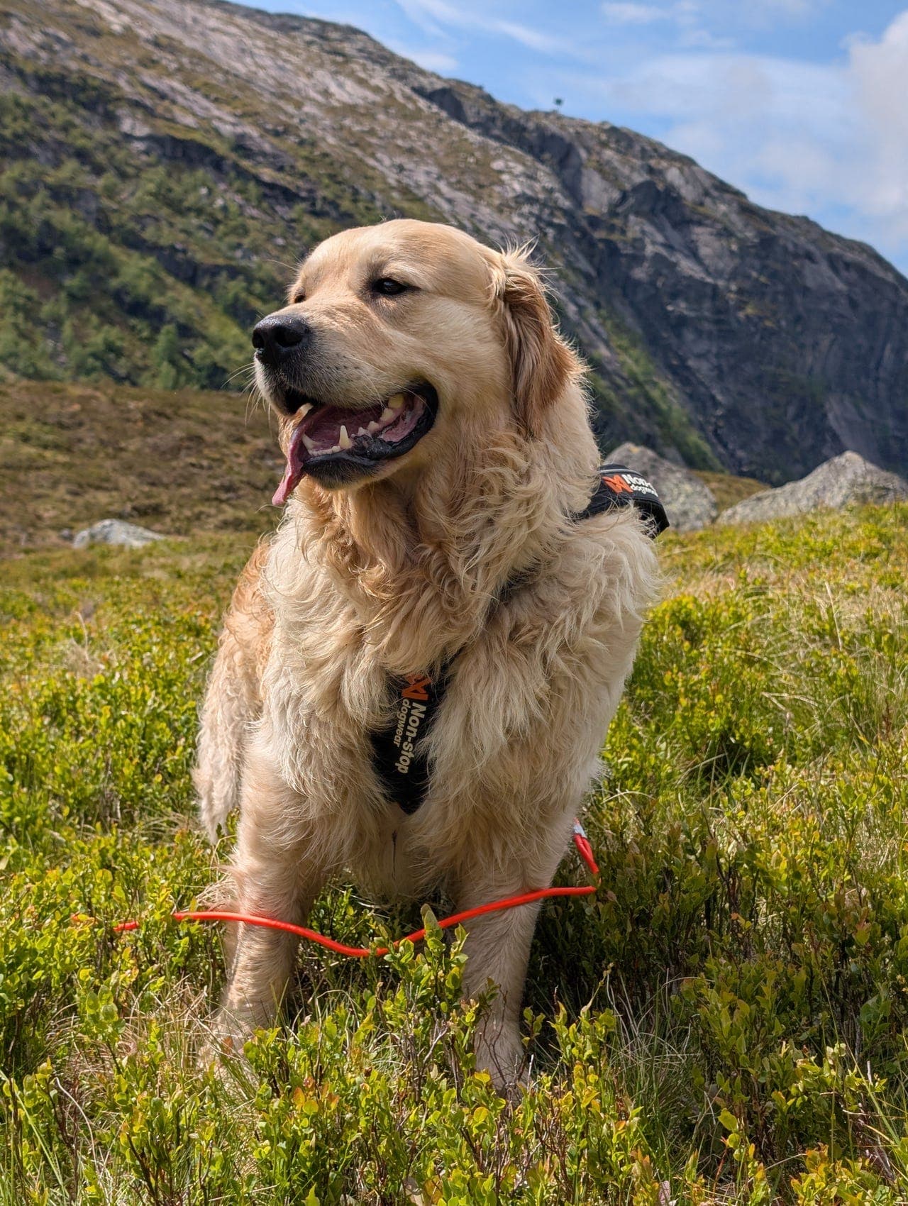 Golden Retriever Hann selges