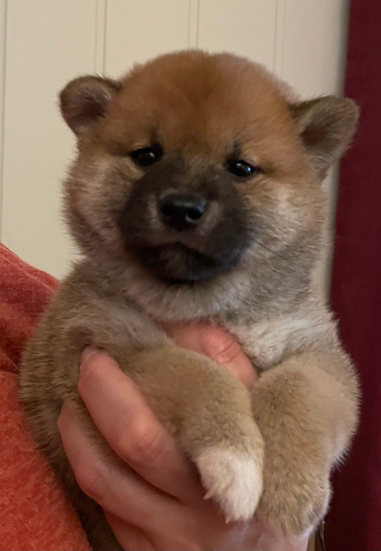 ✨Shiba valper✨ Lev.klar fra 13/11