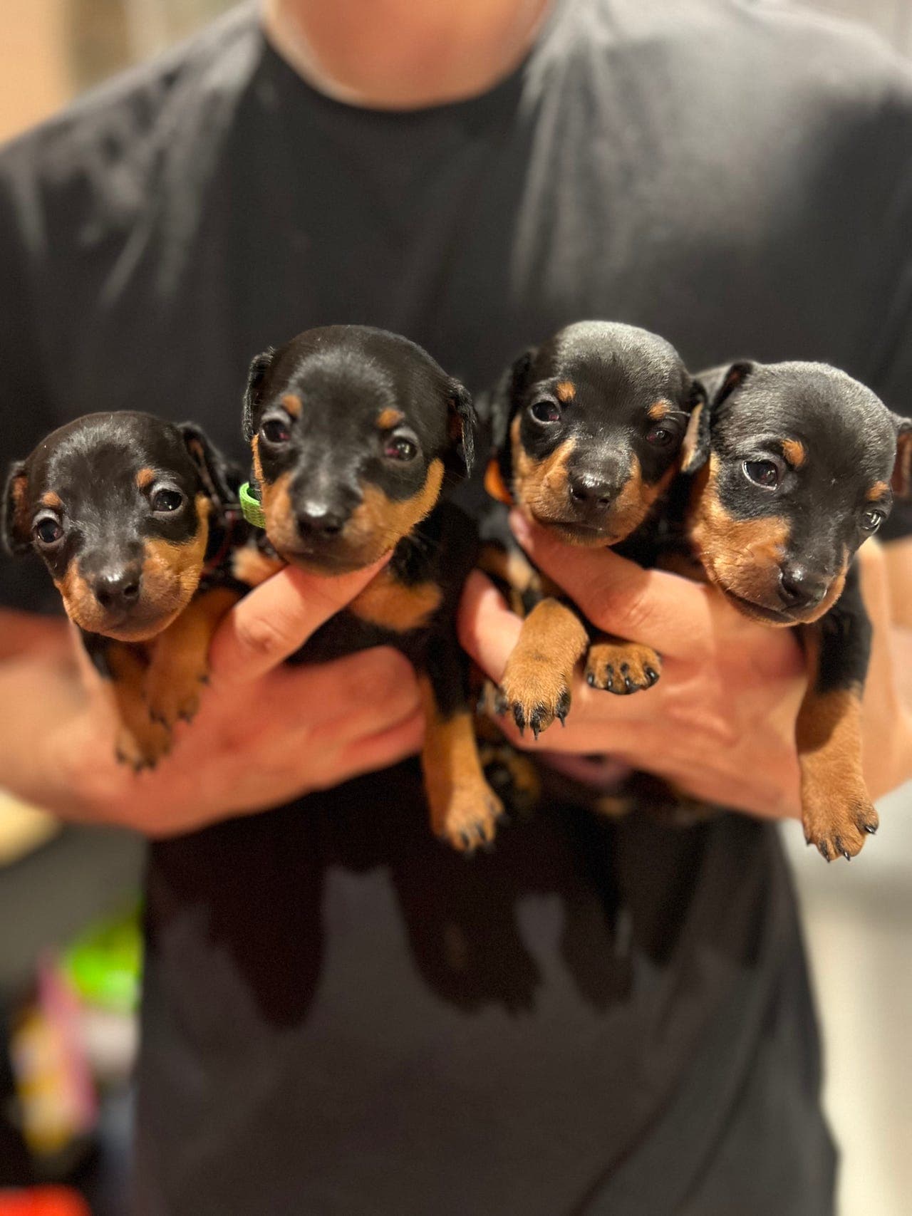 Dvergpinscher valper til salgs