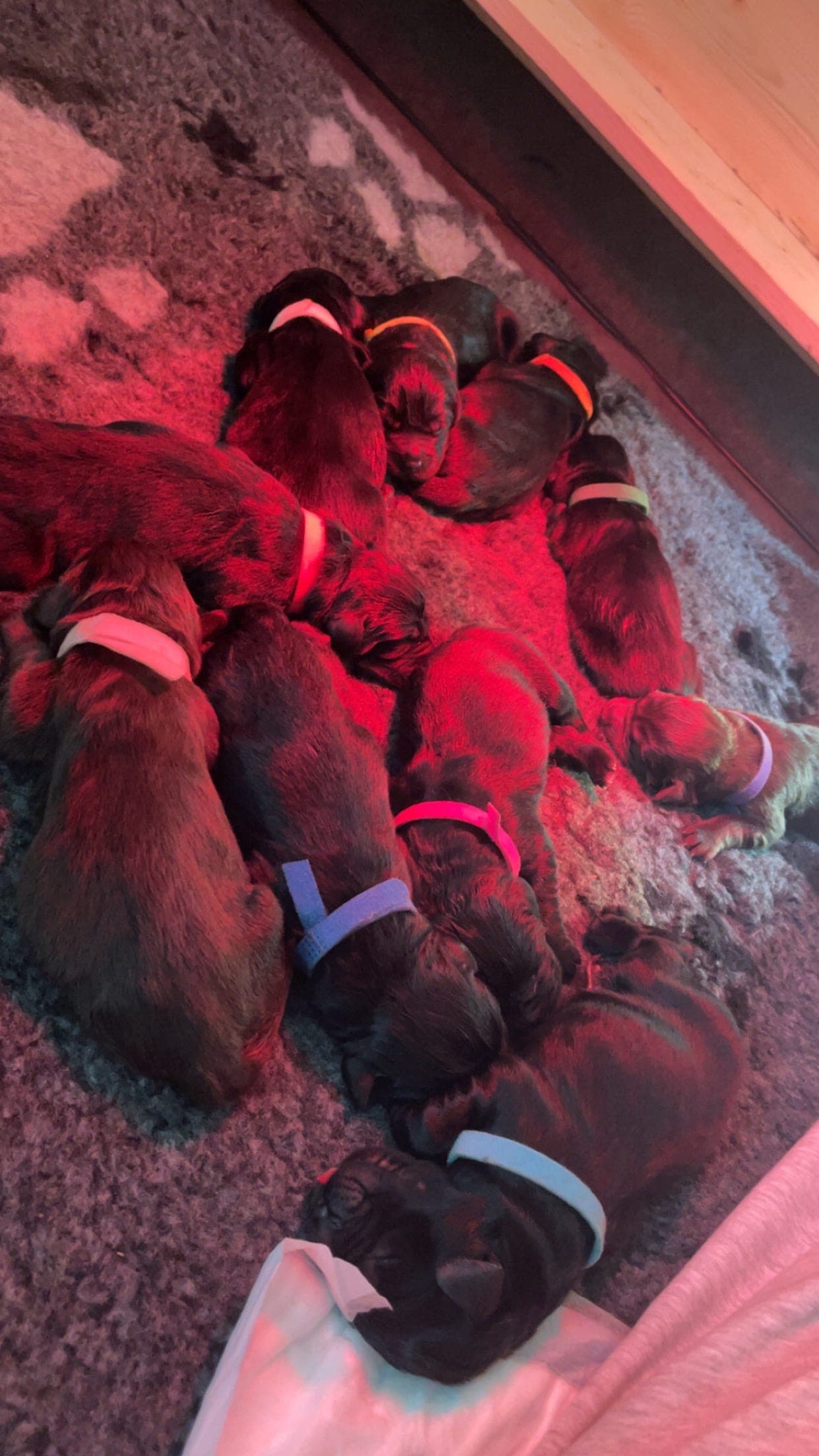 Newfoundlandshund valper selges