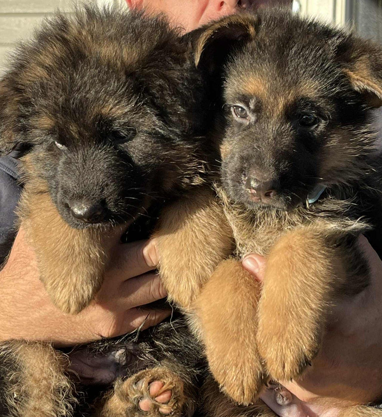 schäfer,schæferhund,langhåret schæferhund