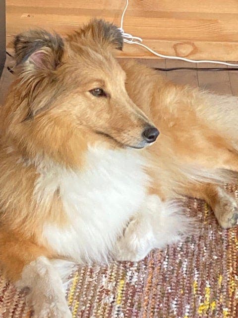Sheltie (shetland sheepdog) tispe 2,5 år
