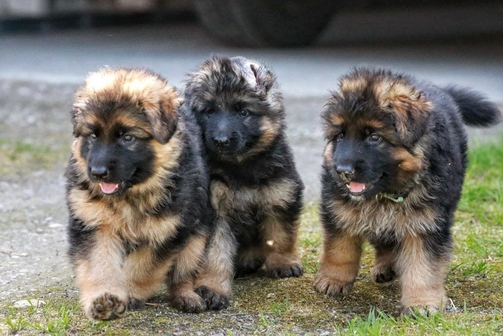 Schäferhund/schæferhundvalper, langhår.