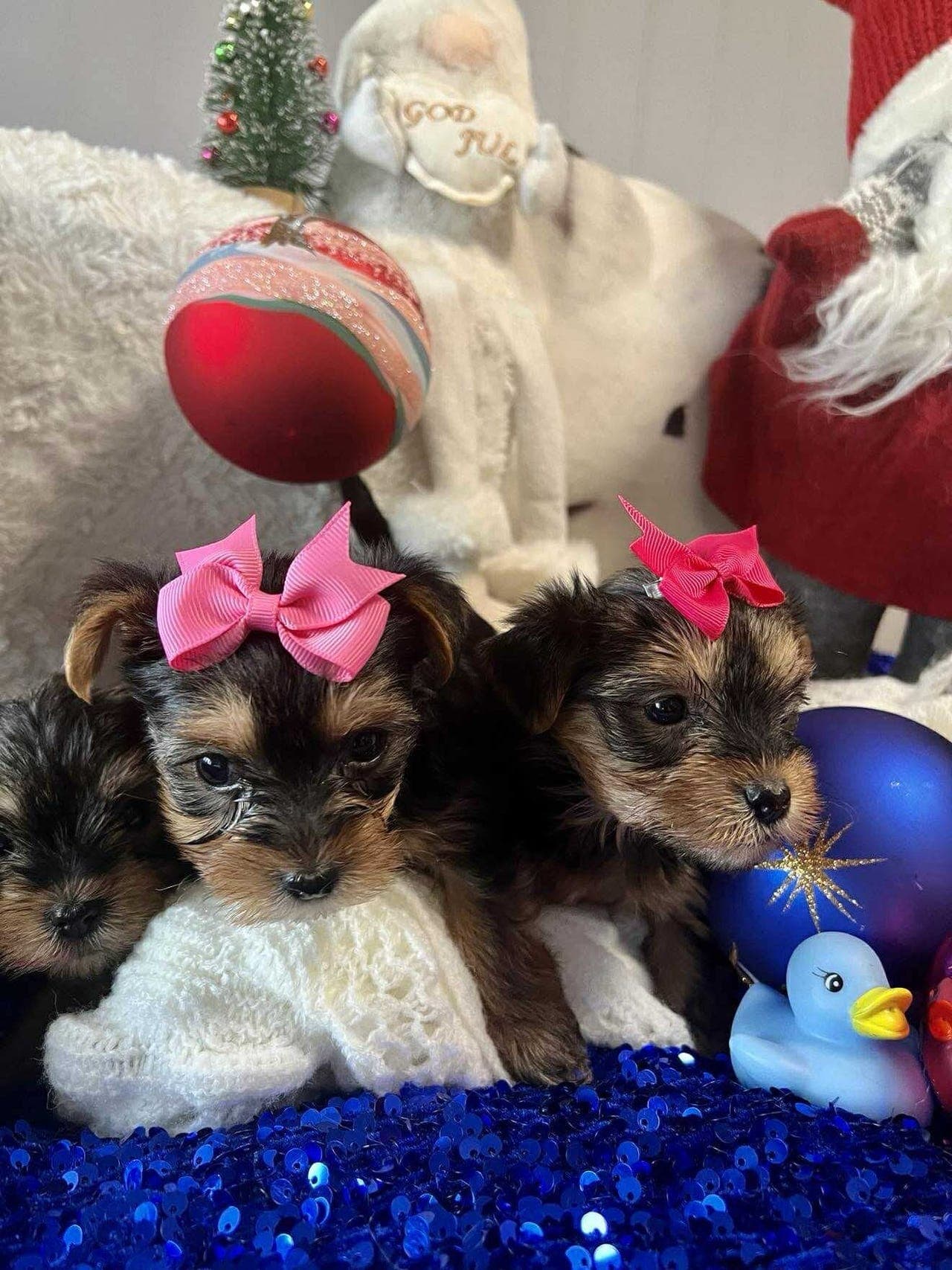Yorkshire Terrier valper ventes